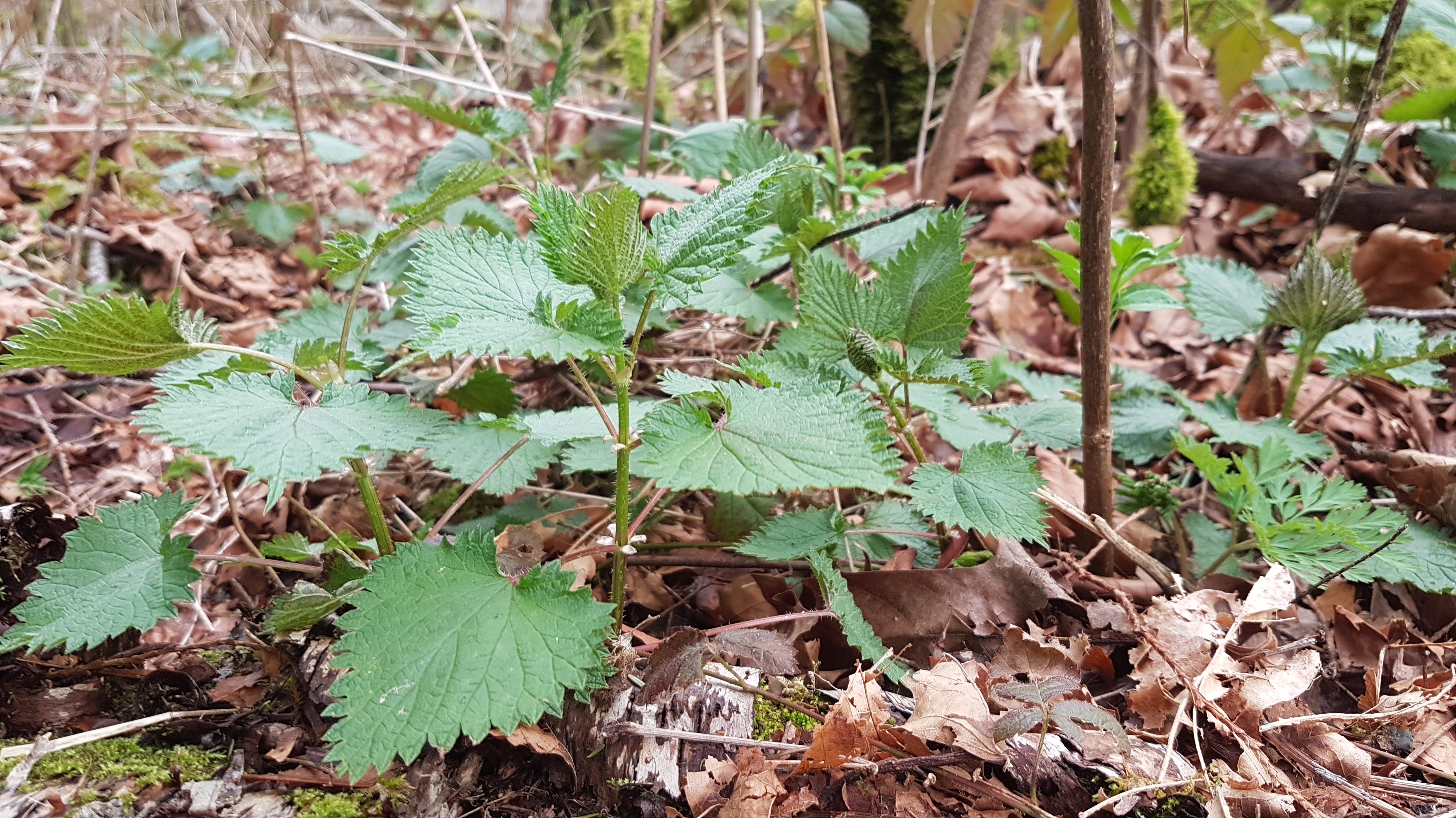 Nettles in their natural habitat