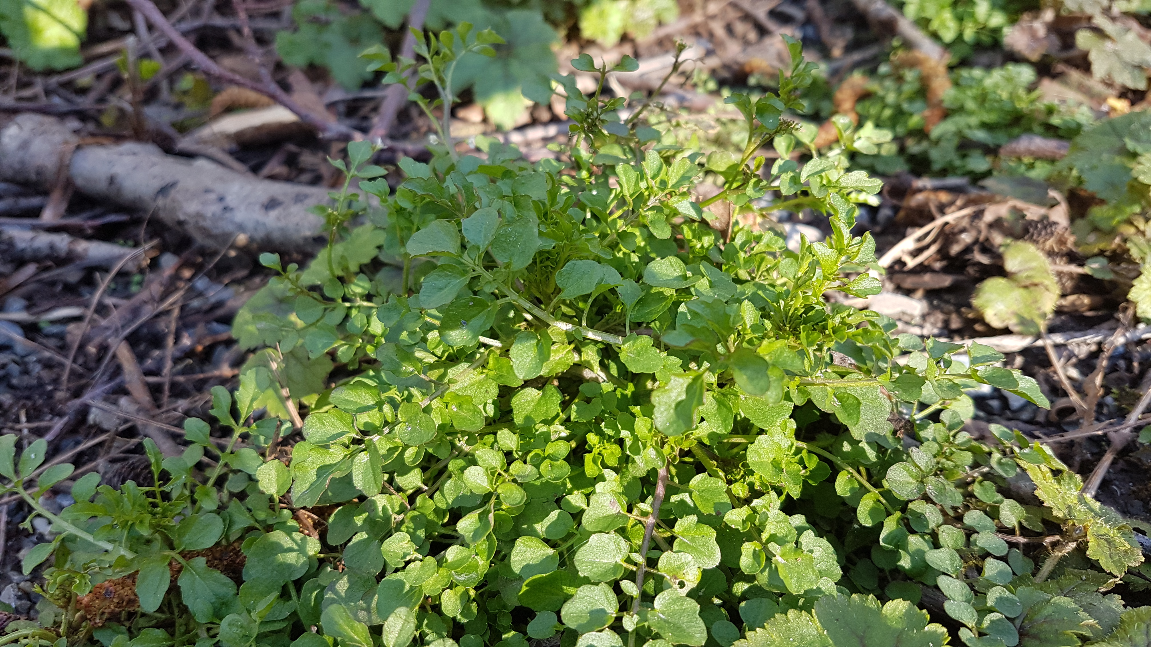 Peppercress leaves
