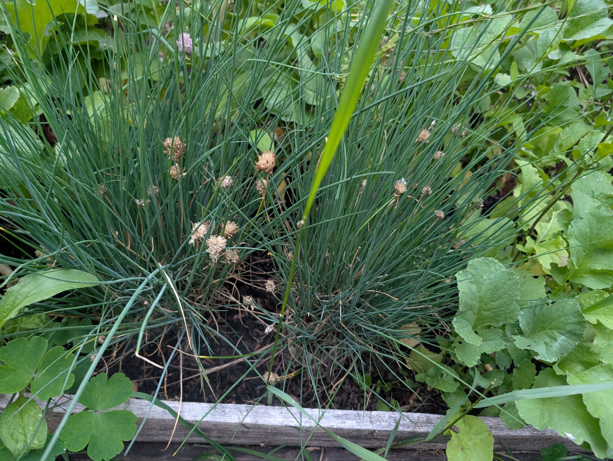 Alliums and chives