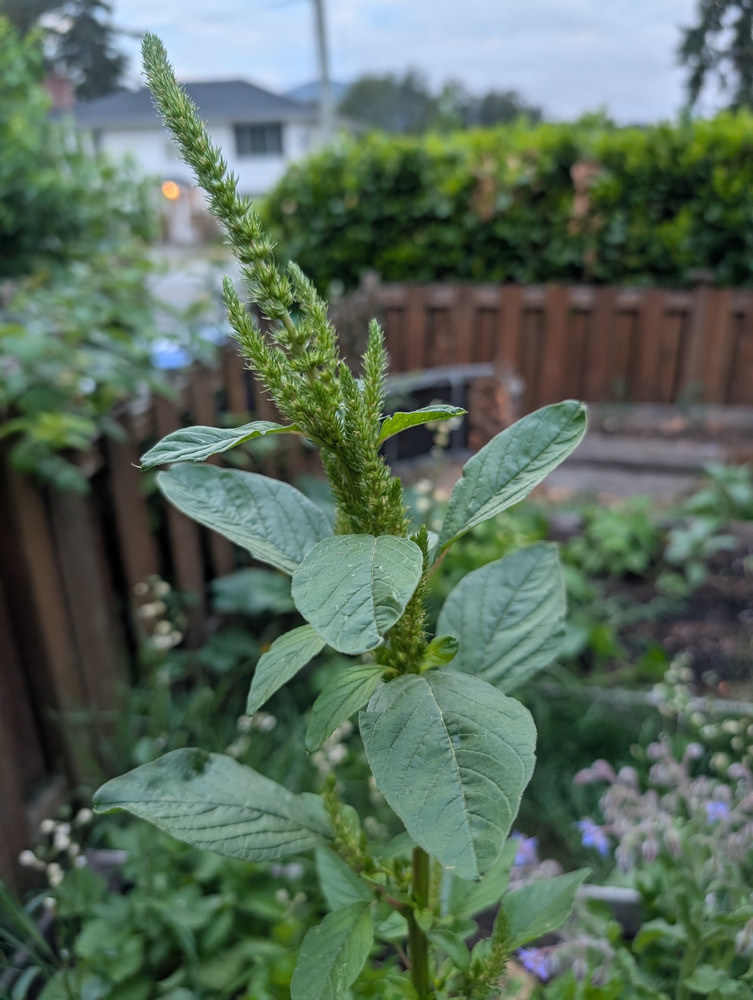 Amaranth