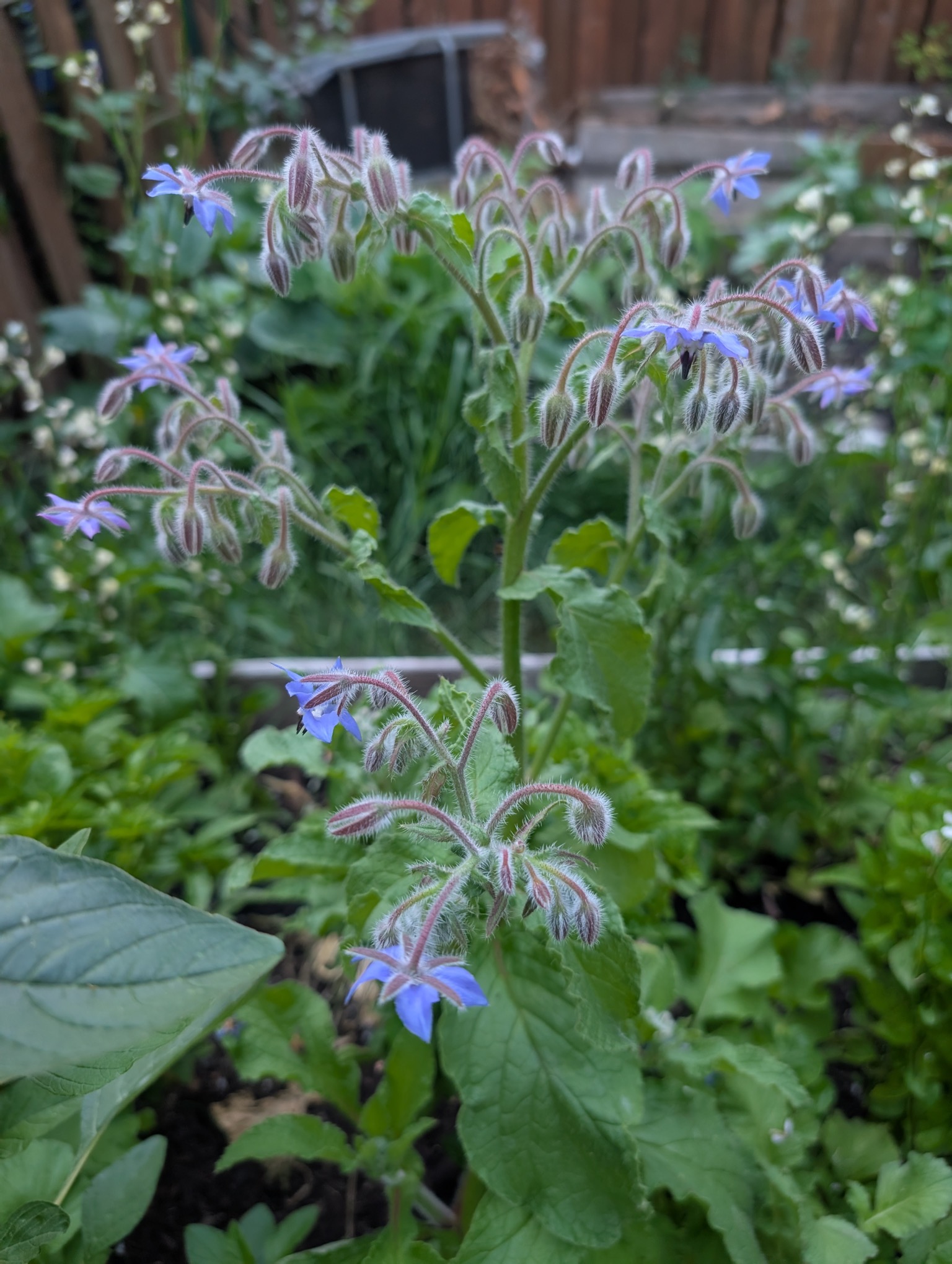 Borage flowers