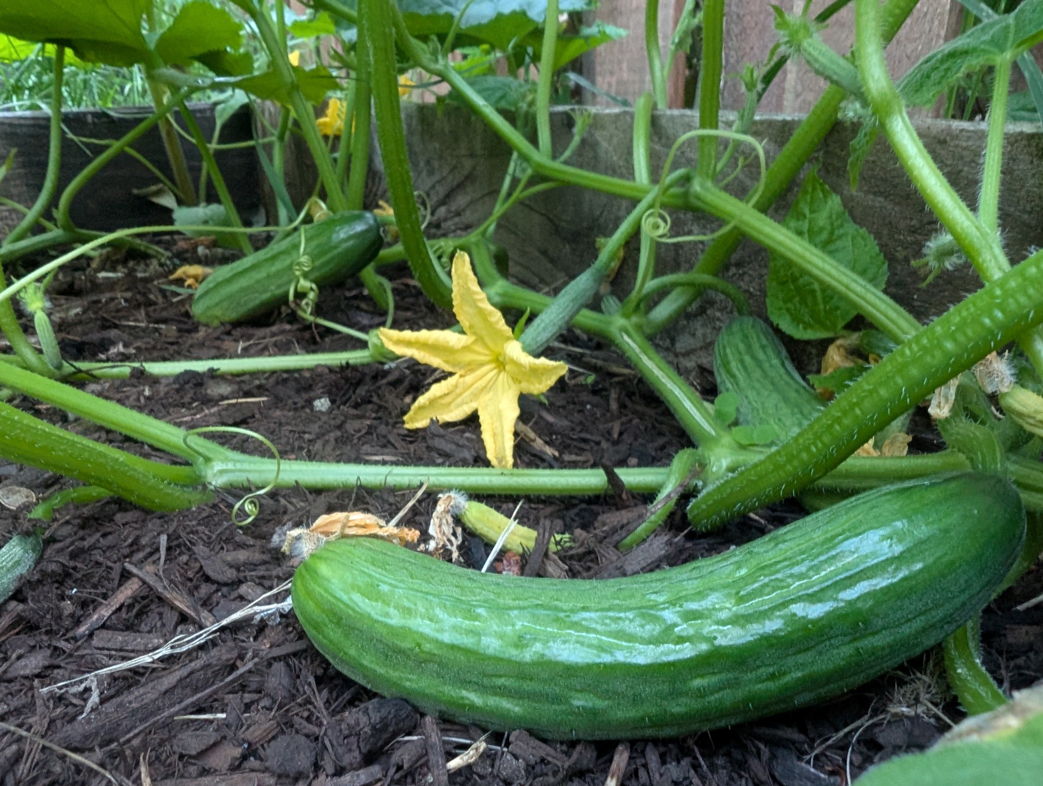 Cucumbers