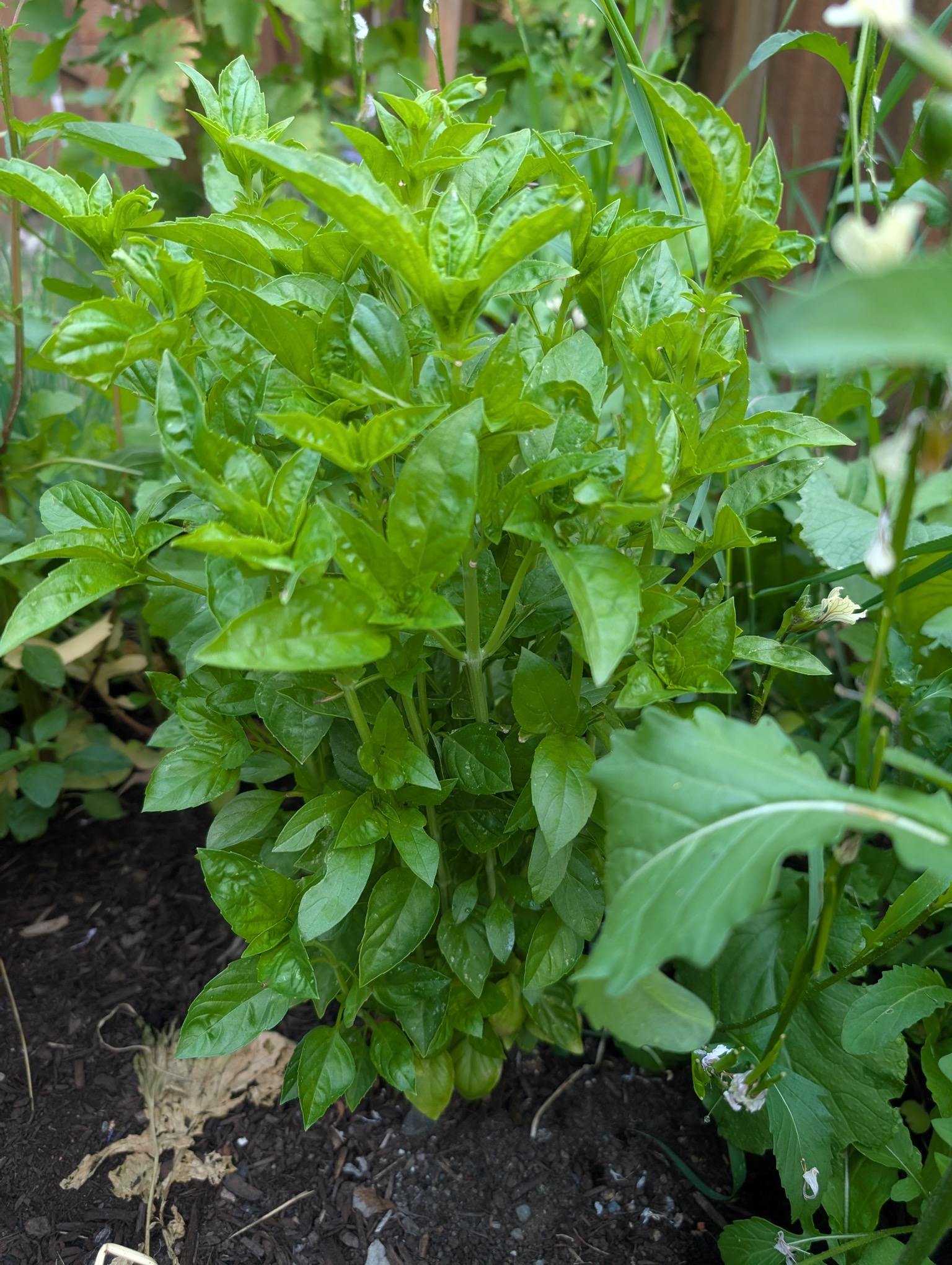 Mint and basil