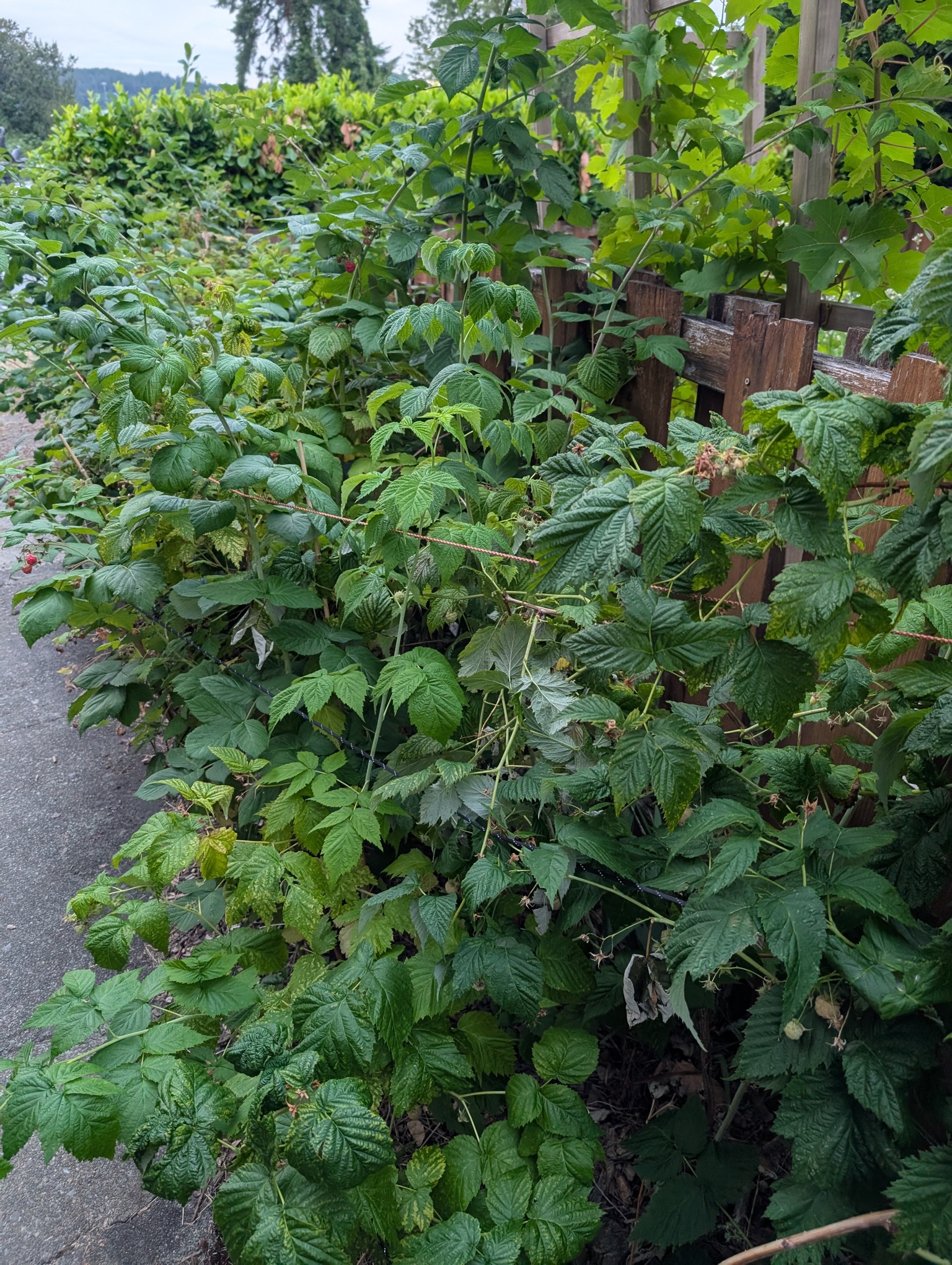 Raspberry canes in the garden